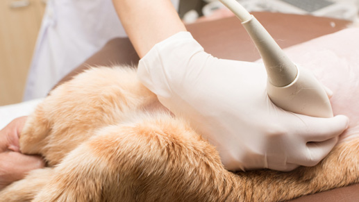 Ihr Tierarzt in Dreieich - Dr. Holger Linden | Tierärztliche Kleintierpraxis